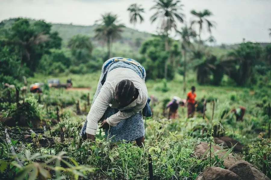 Agricultrice travaillant dans un champ